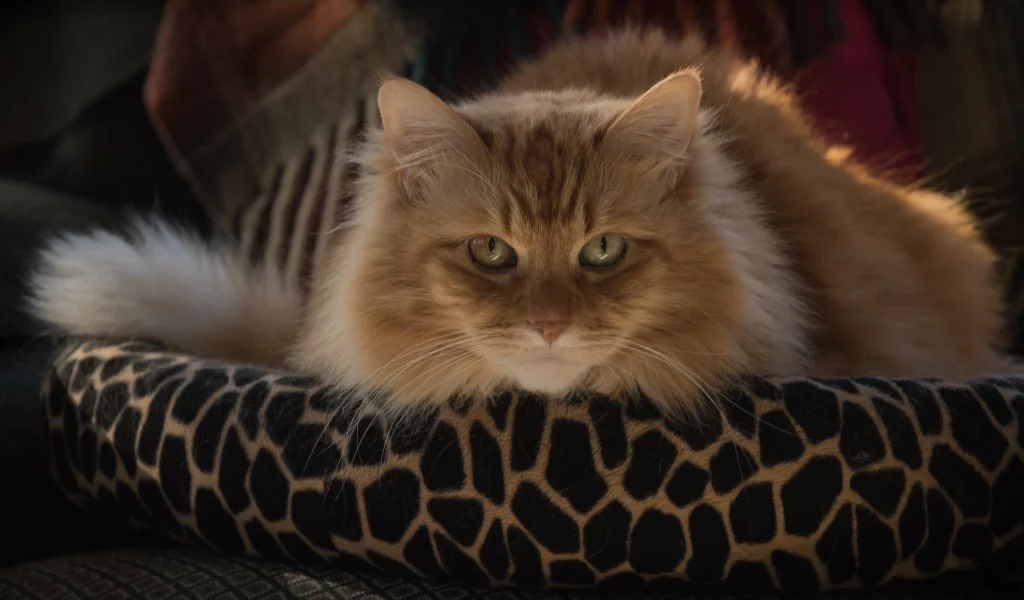 глаза, взгляд, котейка, кот
