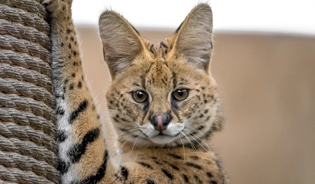 оцелот, кот