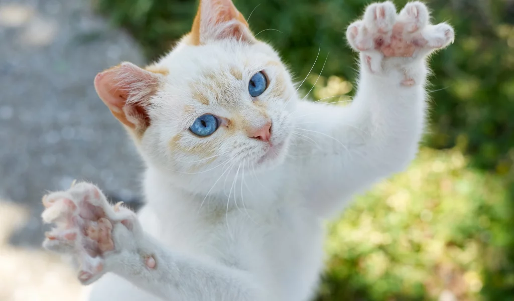 кот, кошка