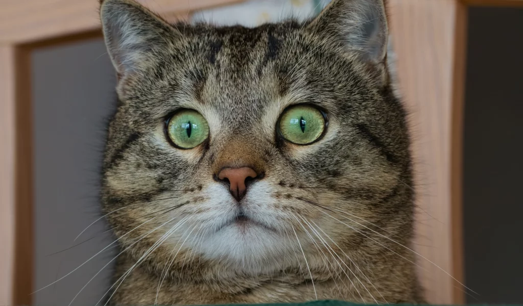 котёнок, взгляд, кот, кошка