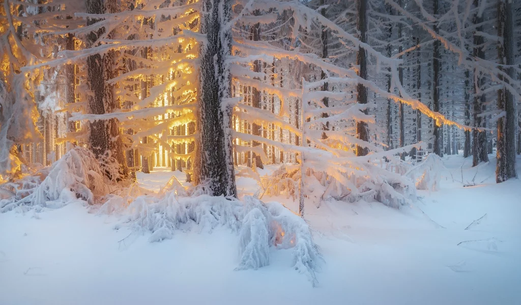 зима, лес, свет, снег, деревья, природа