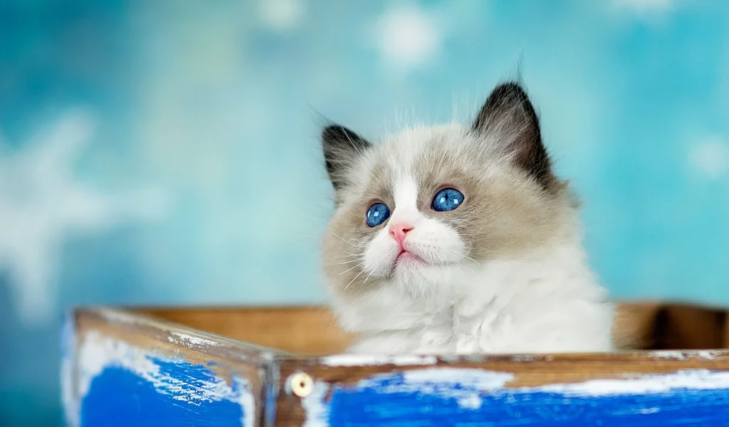 кошка, взгляд, котенок, фон, коробка, голубой, пушистый, ящик, мордашка, милашка, голубоглазый, торчит