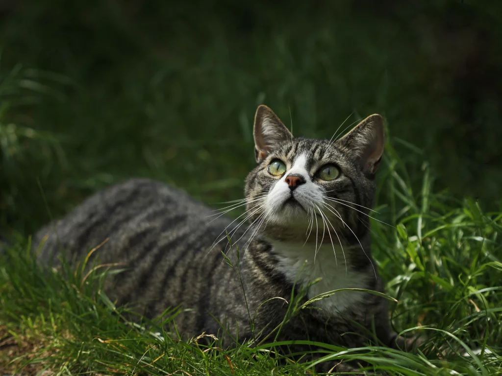 глаза, взгляд, котейка