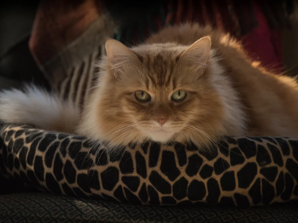 глаза, взгляд, котейка, кот
