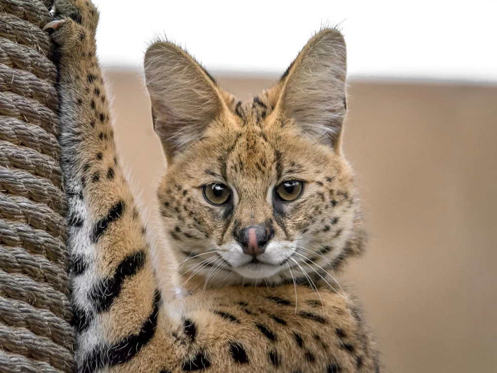 оцелот, кот