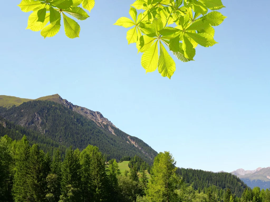 природа, красота