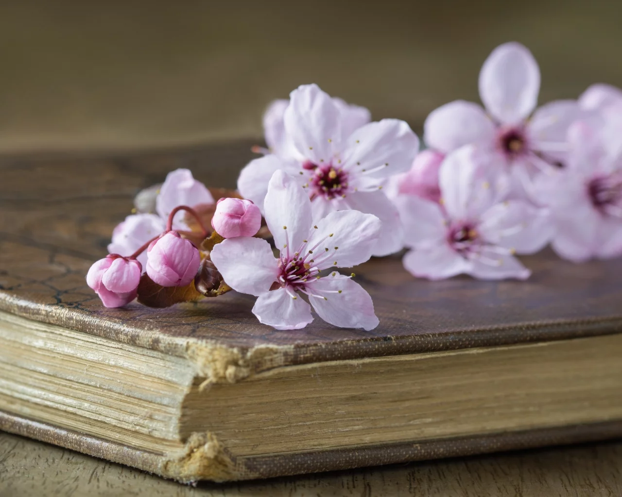 вишня, стиль, книга, цветки, ветка вишни