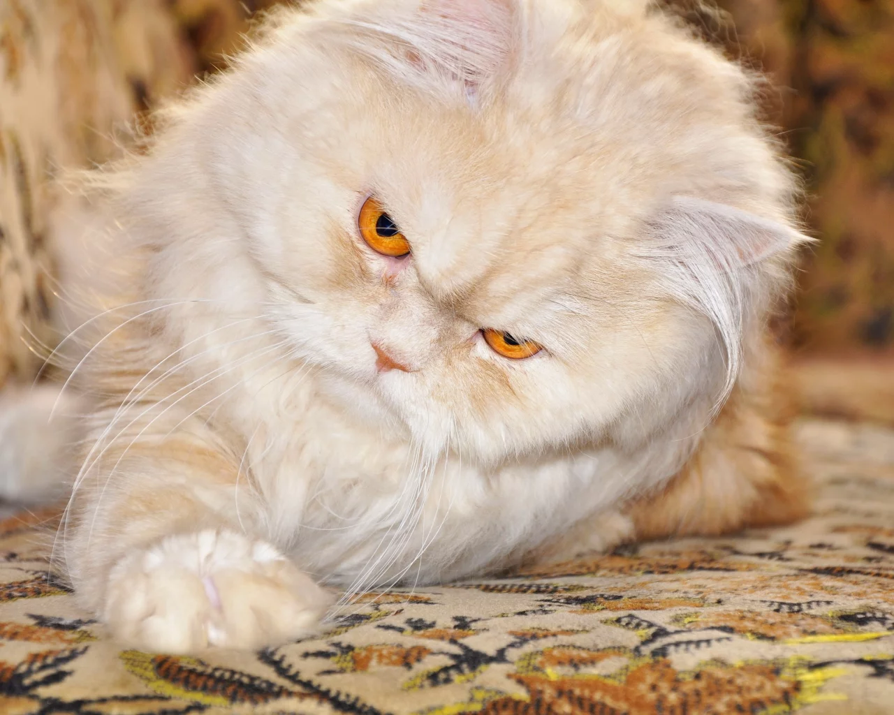 кот, лапка, персидский