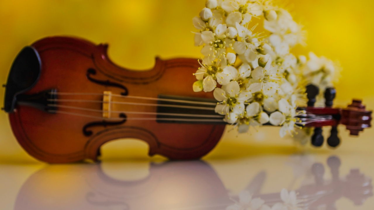 цветы, скрипка