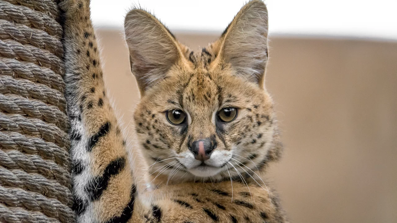 сервал, кот