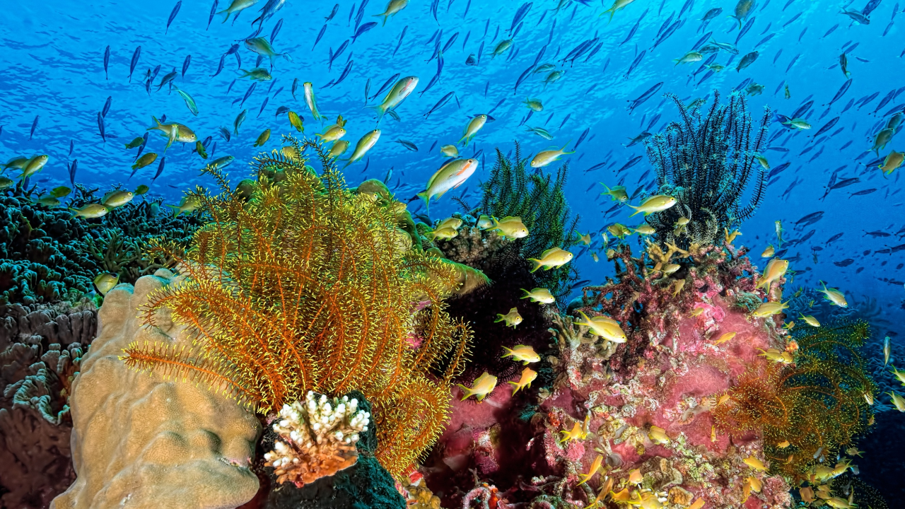море, вода, рыбы, водоросли, природа, океан, кораллы, подводный мир, под водой