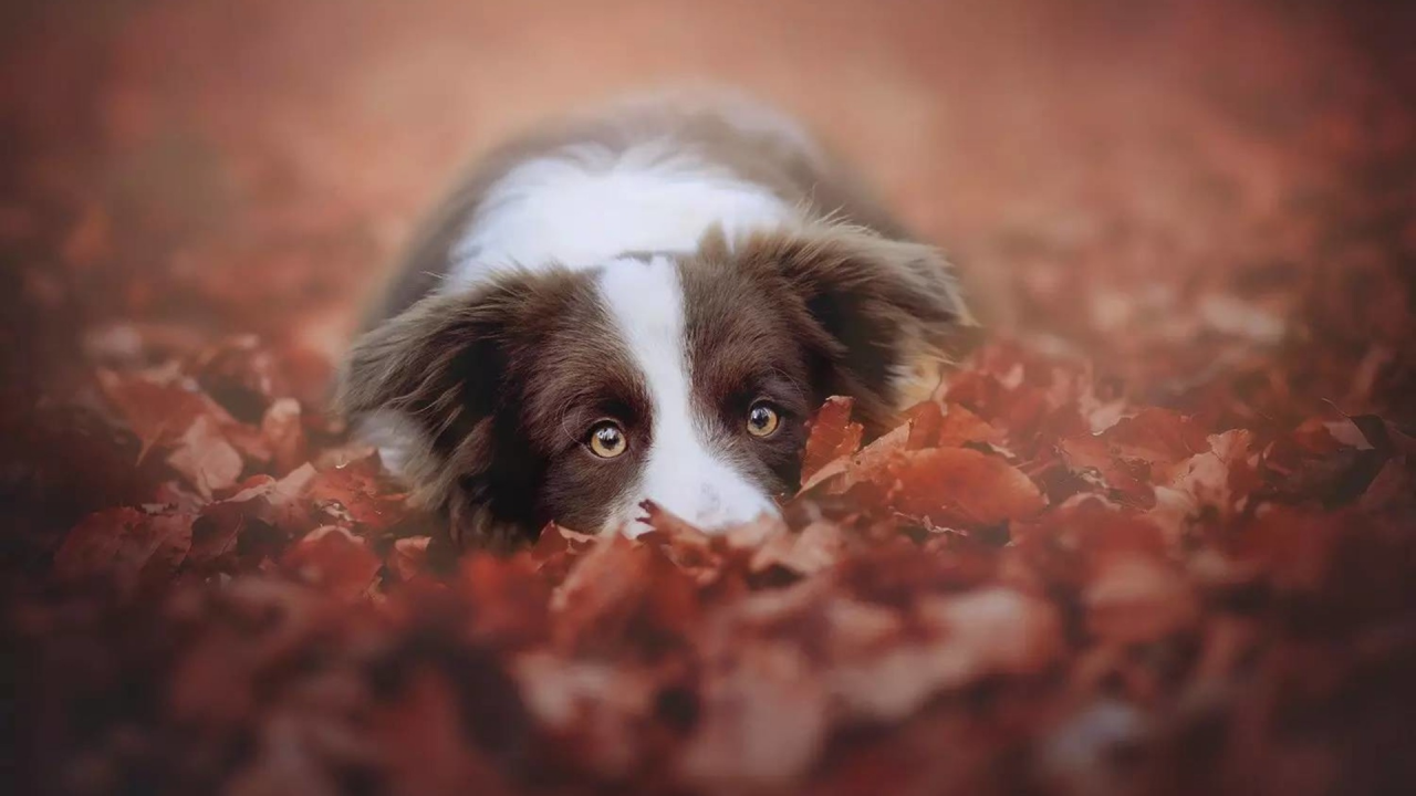 собака, листья, глаза