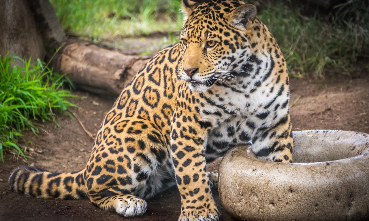 ягуар, кот