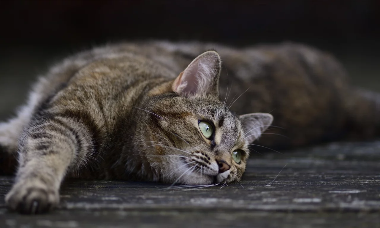 кошка, кот, поза