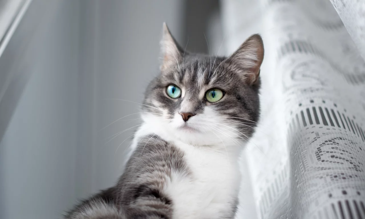 глаза, кот, взгляд, шторка