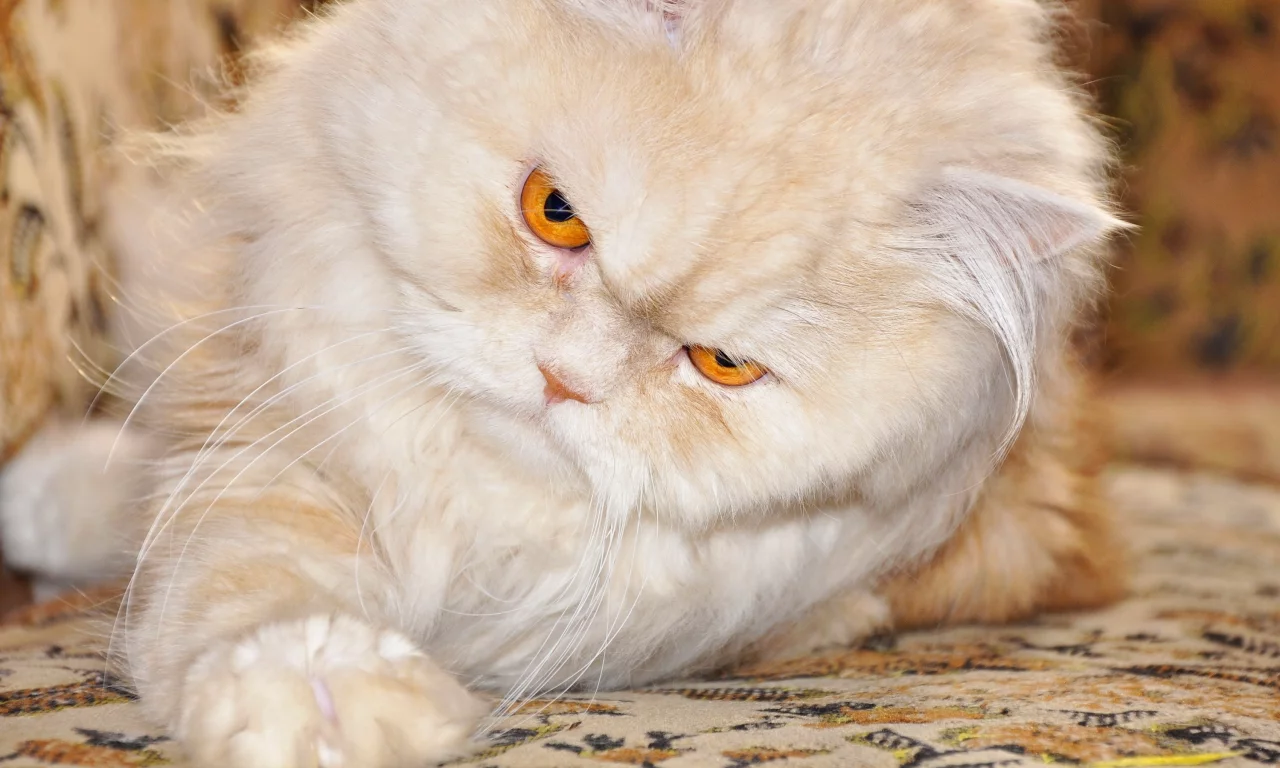 кот, лапка, персидский