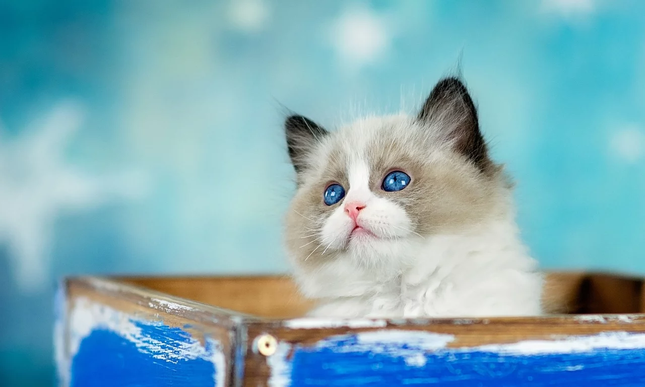 кошка, взгляд, котенок, фон, коробка, голубой, пушистый, ящик, мордашка, милашка, голубоглазый, торчит
