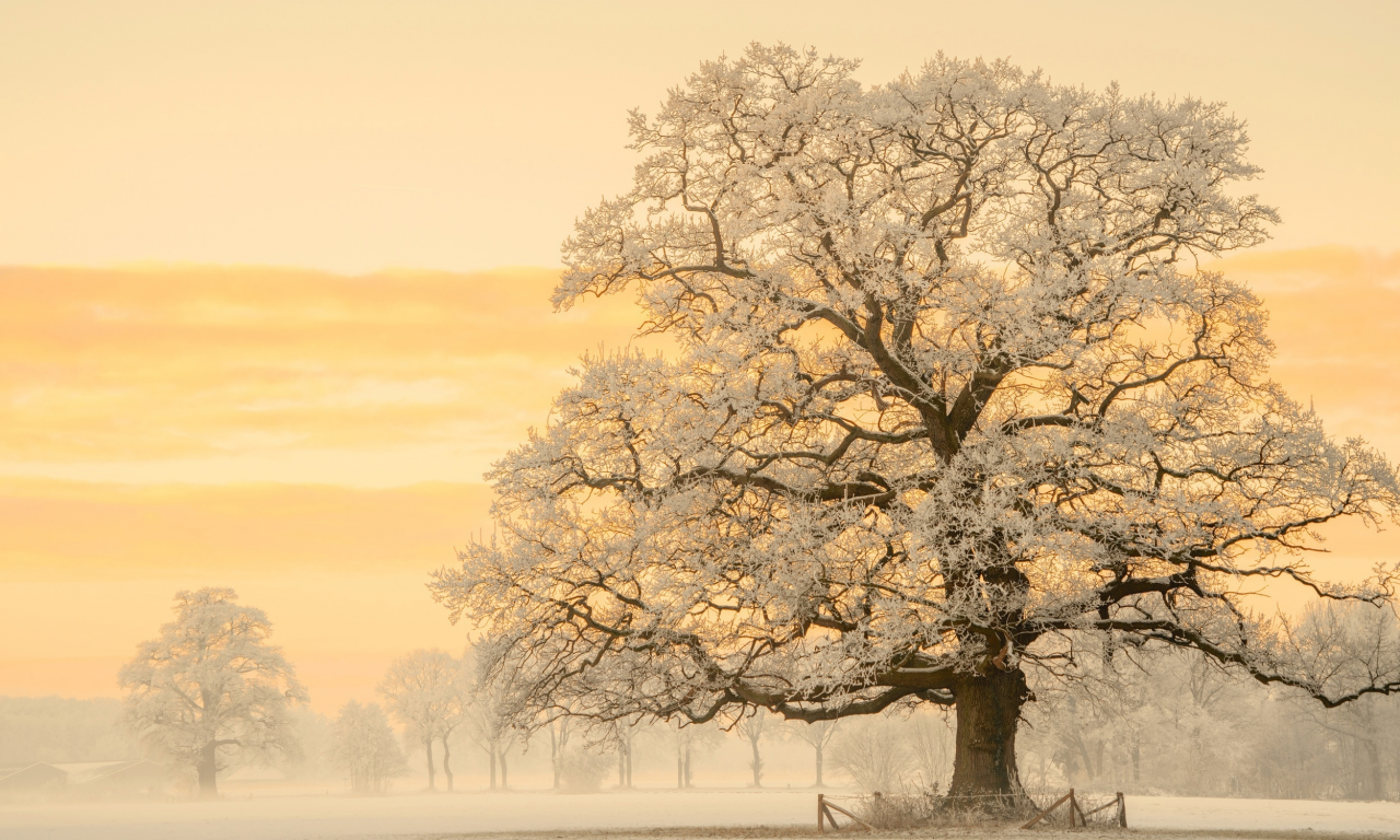зима, свет, снег, природа, дерево, утро, ермания, фотограф, дымка, дуб