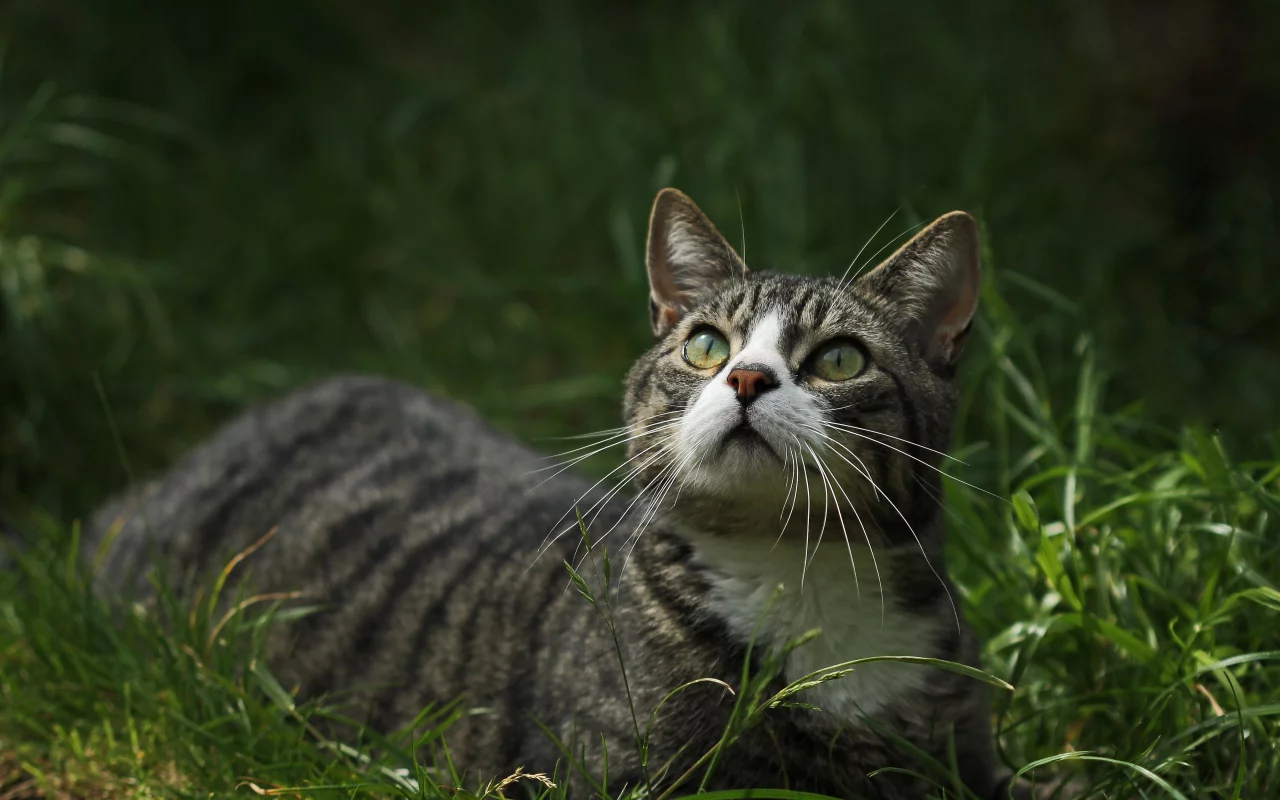 глаза, взгляд, котейка