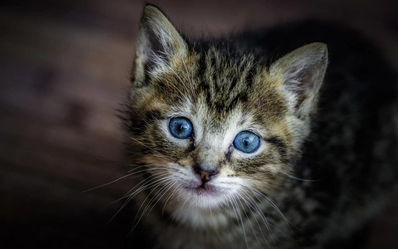 котёнок, взгляд