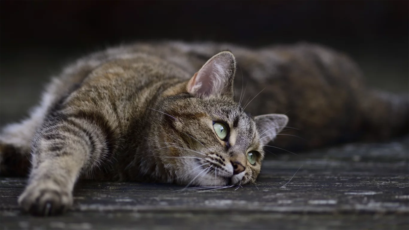 кошка, кот, поза
