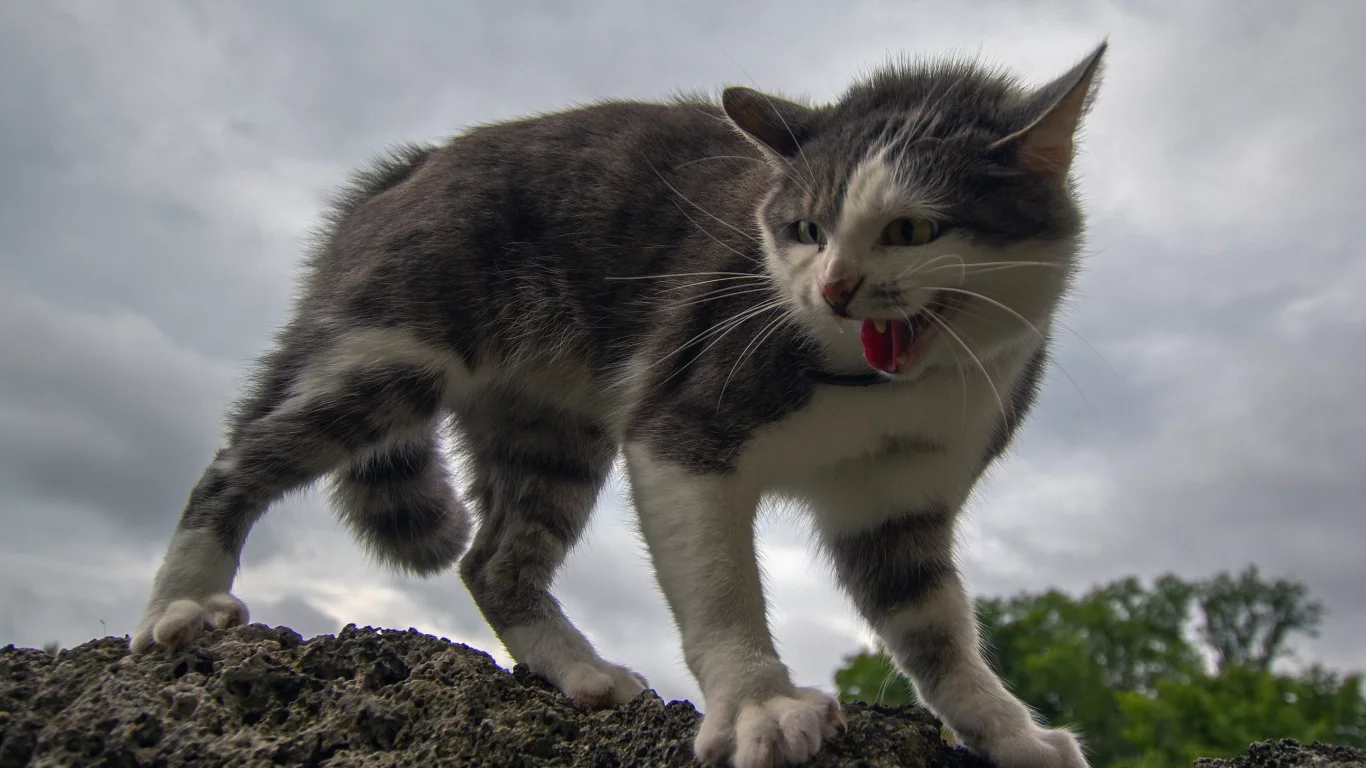 кошка, котёнок