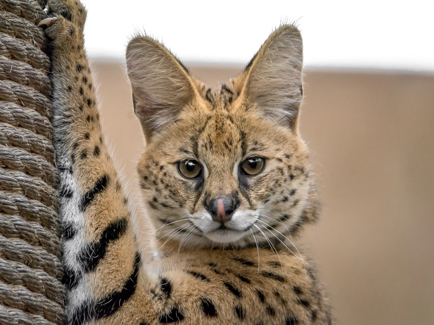 оцелот, кот