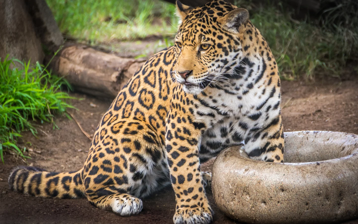 ягуар, кошка