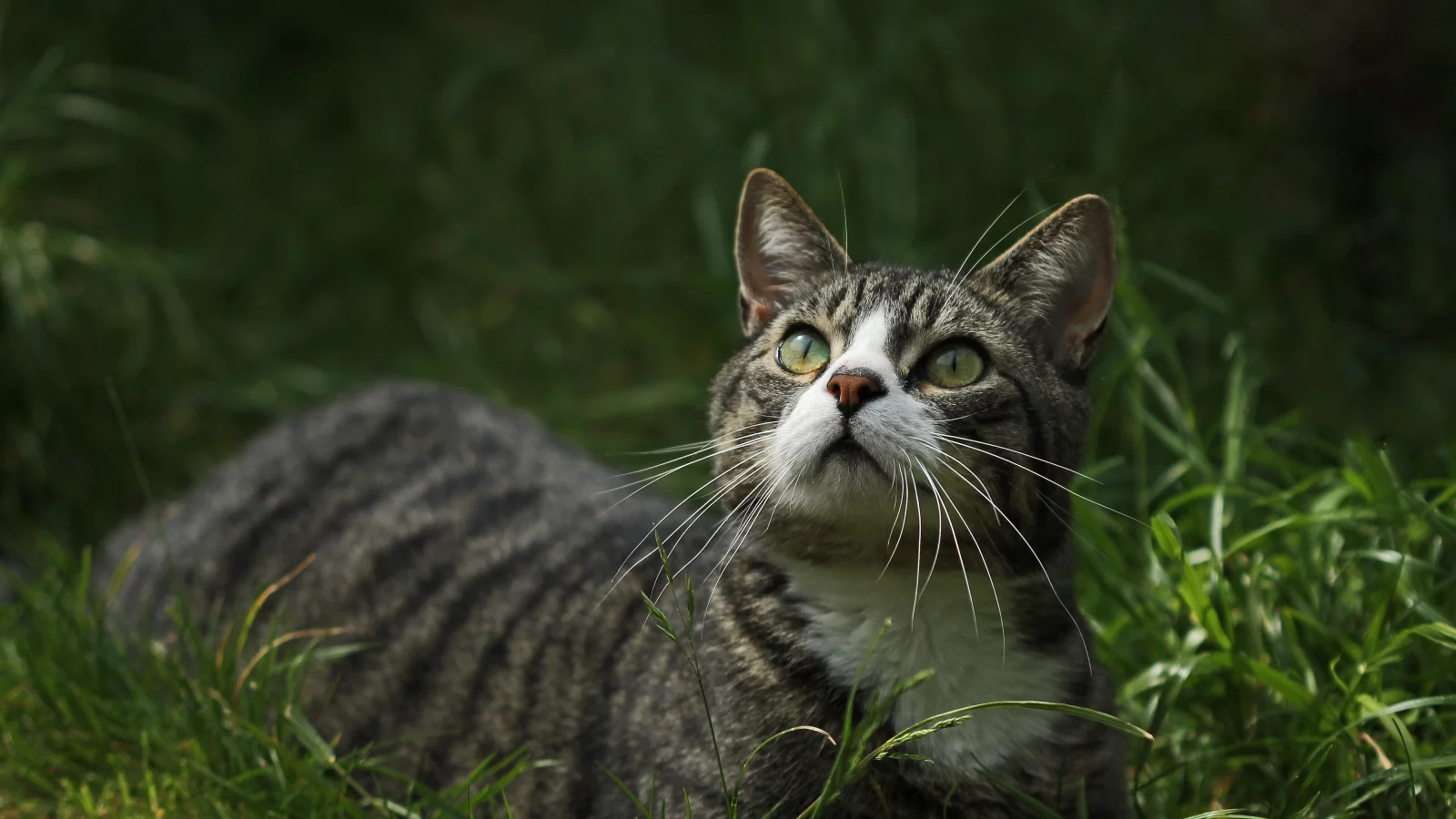 глаза, взгляд, котейка