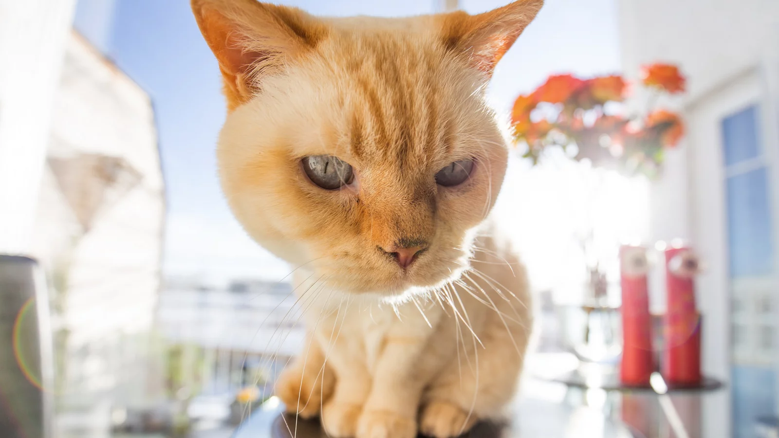 глаза, взгляд, котейка