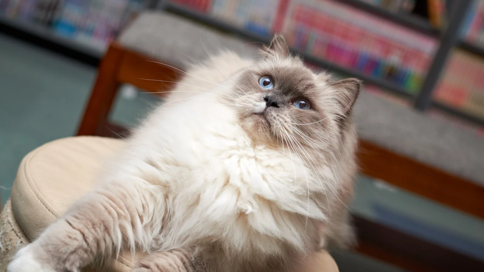кот, кошка