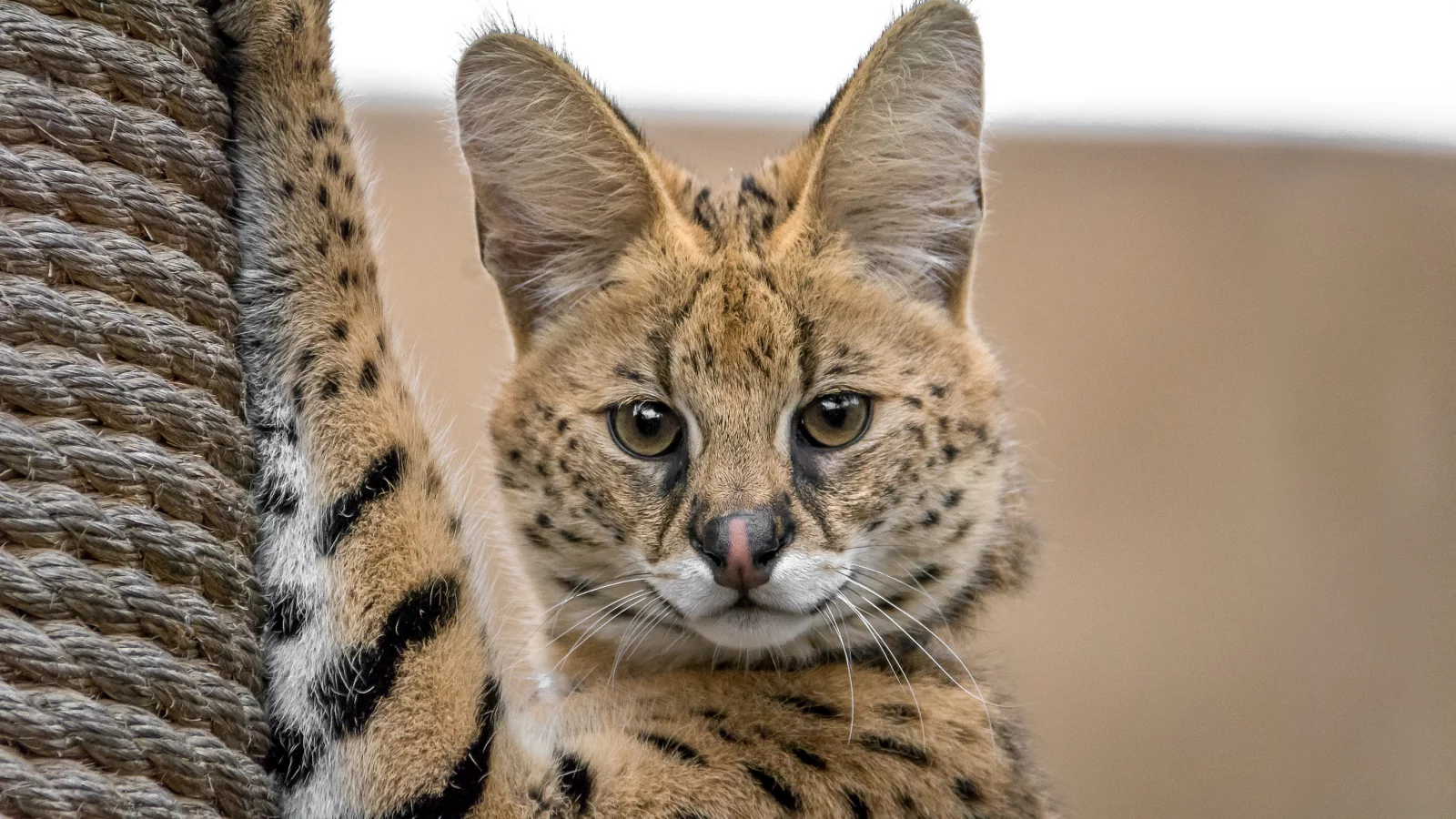 сервал, кот