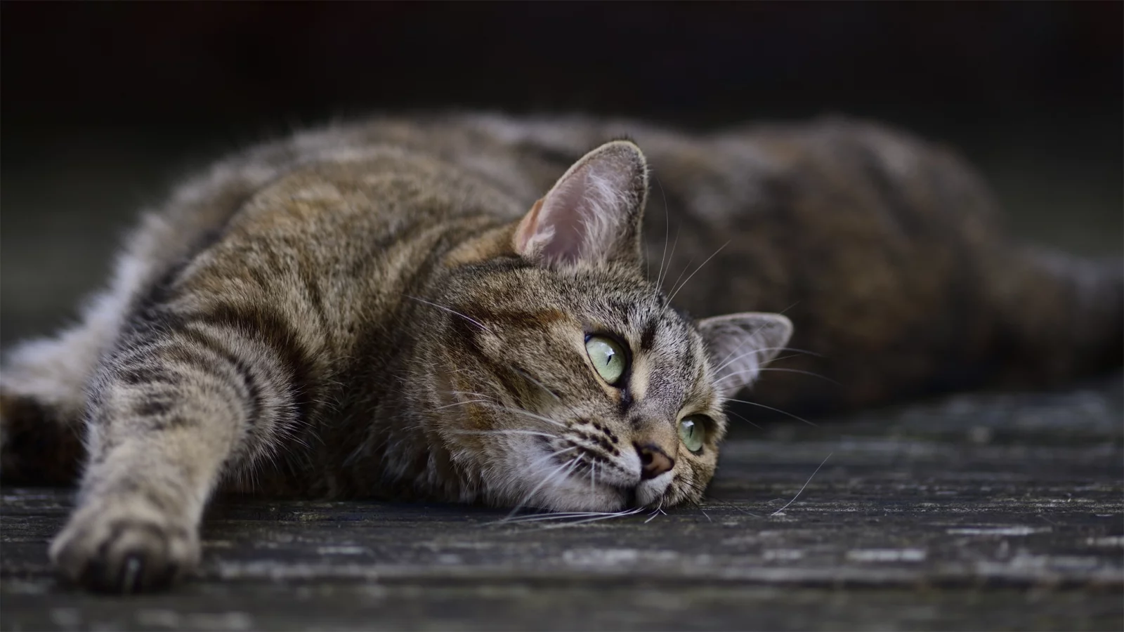 кошка, кот, поза