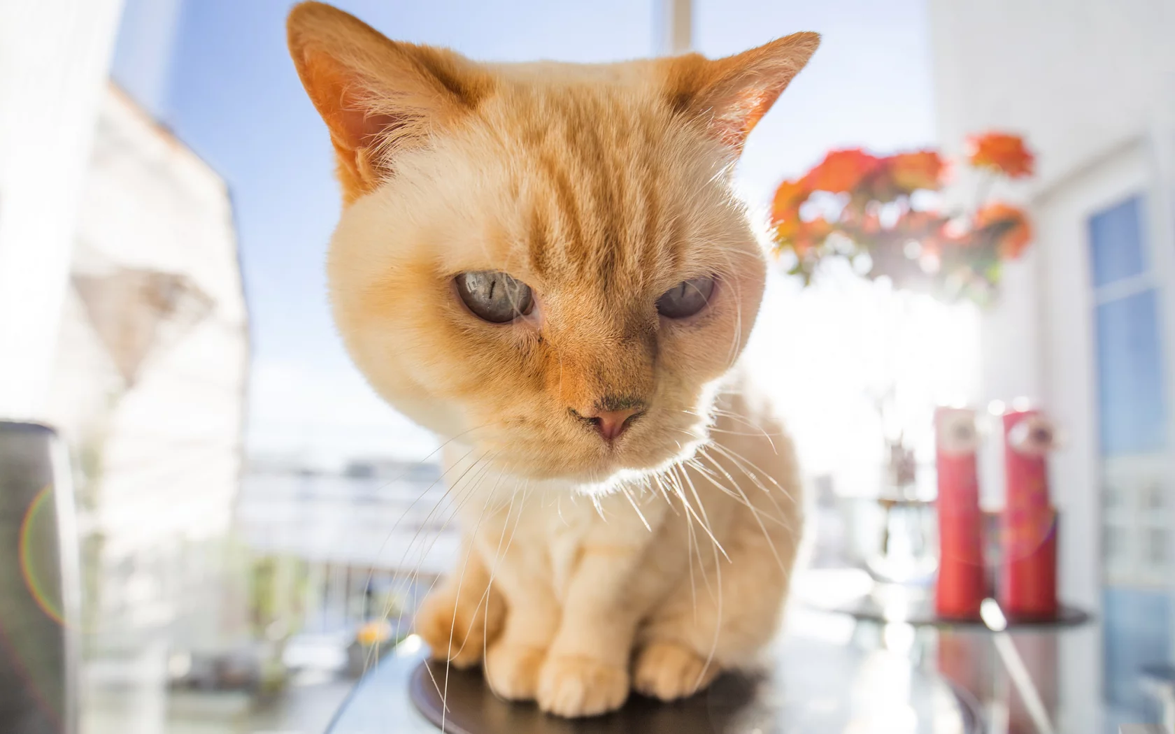 глаза, взгляд, котейка