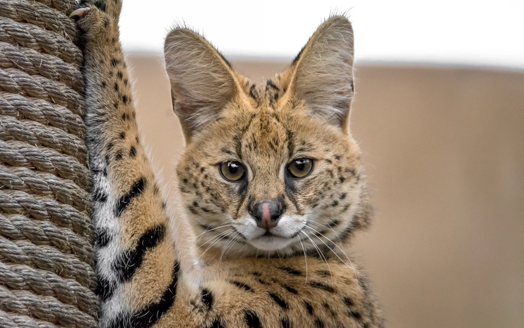 оцелот, кот