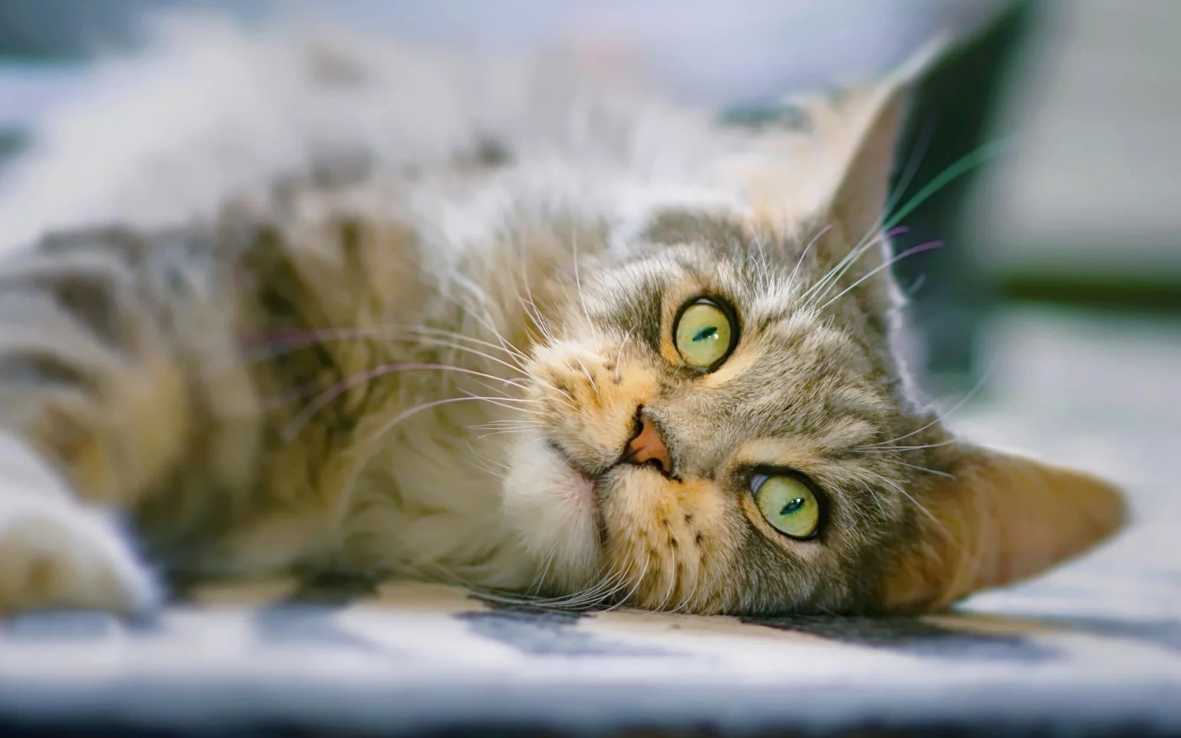 кошка, кот, взгляд, мордочка