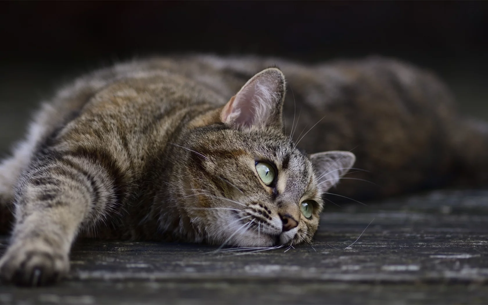 кошка, кот, поза