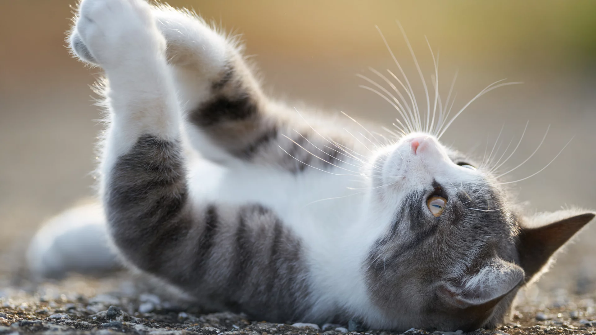 кот, кошка