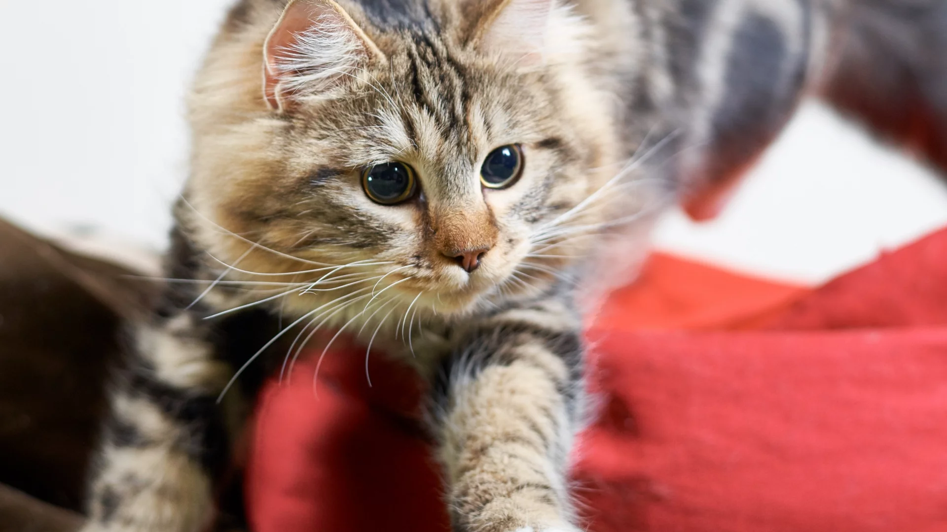 кот, кошка