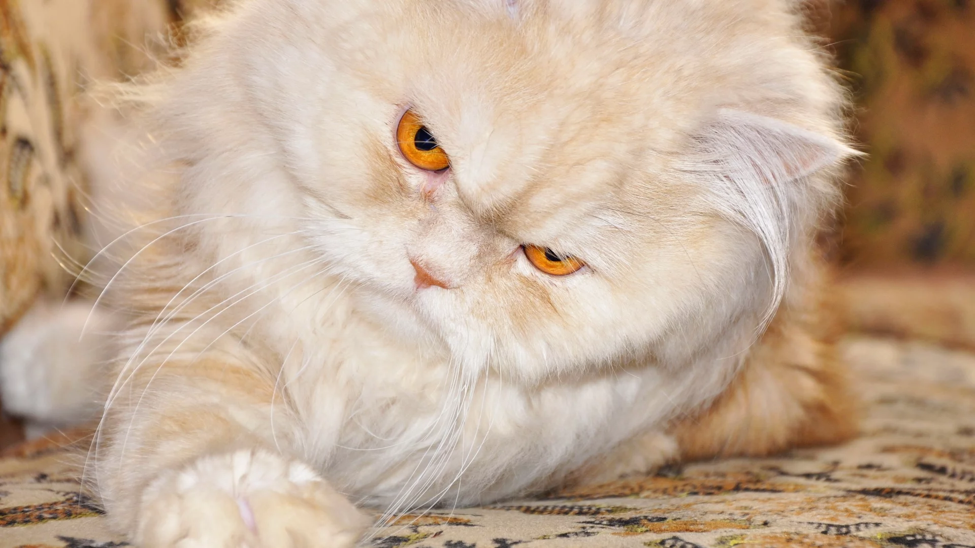 кот, лапка, персидский
