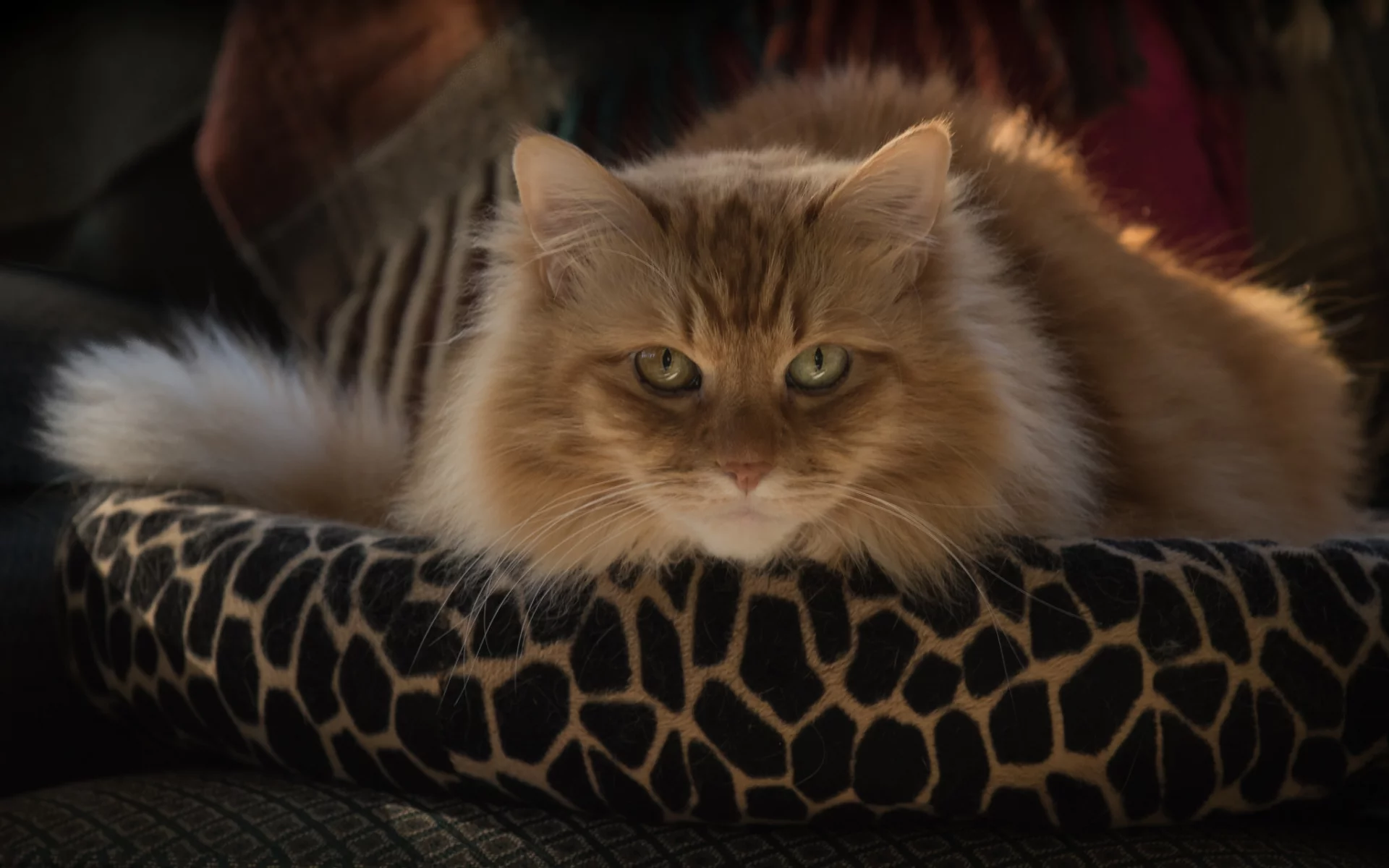 глаза, взгляд, котейка, кот