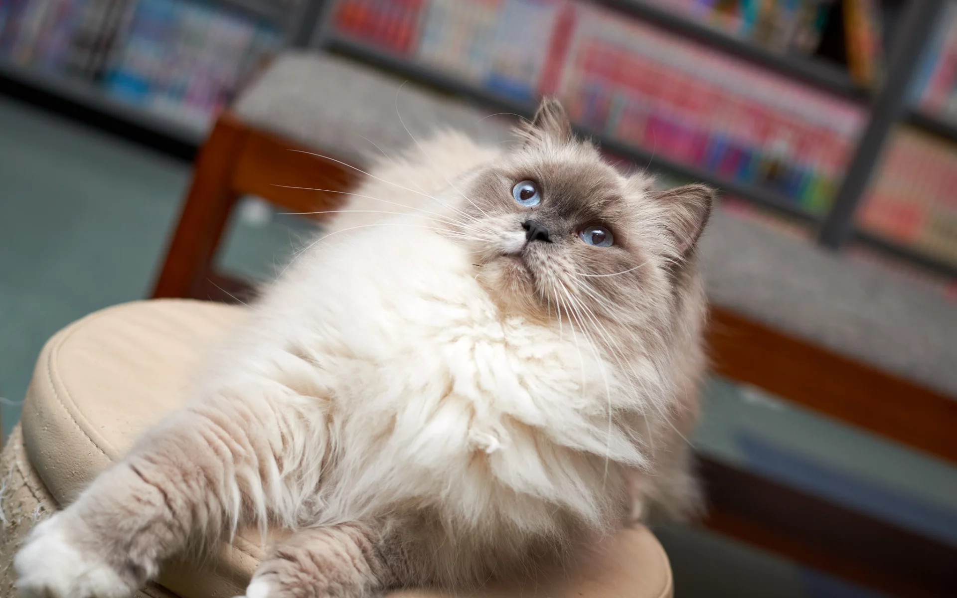 кот, кошка