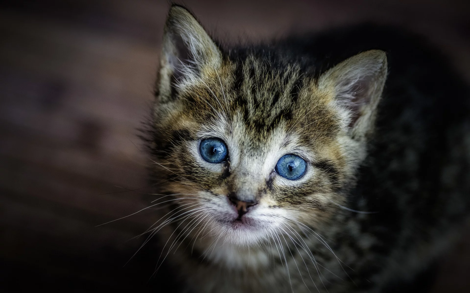 котёнок, взгляд