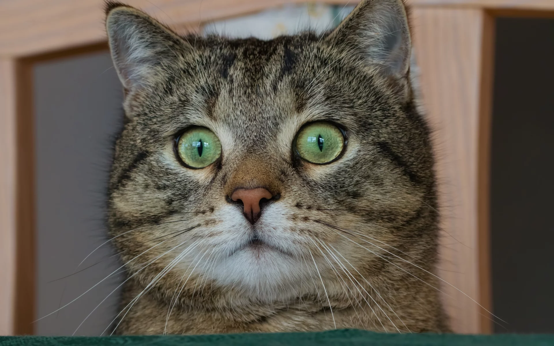 котёнок, взгляд, кот, кошка