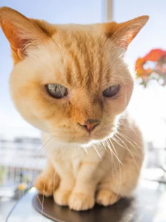 глаза, взгляд, котейка