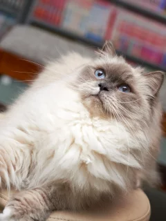 кот, кошка