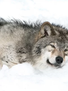 снег, волк