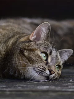 кошка, кот, поза