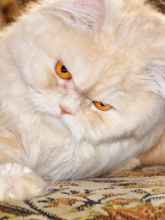 кот, лапка, персидский