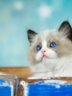 кошка, взгляд, котенок, фон, коробка, голубой, пушистый, ящик, мордашка, милашка, голубоглазый, торчит